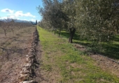 Terreny no urbanitzable en venda a la España, Móra d'Ebre, ref.: TR362456 foto