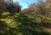Terreny no urbanitzable en venda a la España, Móra d'Ebre, ref.: TR362456 foto