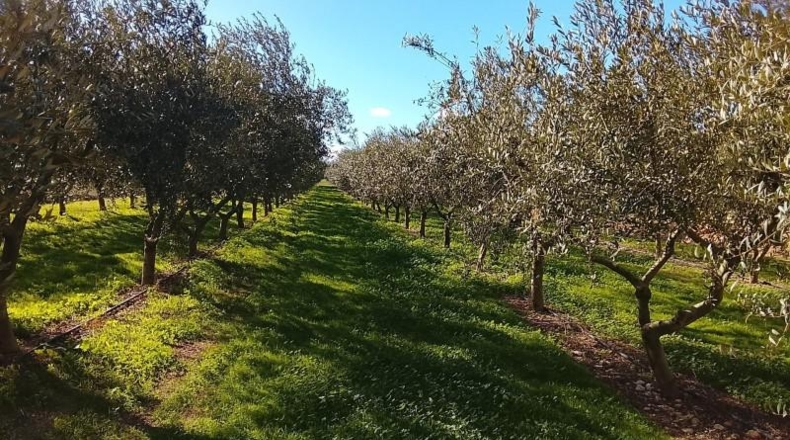 Tarragona - Móra d'Ebre - 2643m2
