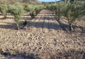 Terreny no urbanitzable en venda a la España, el Fondó de les Neus, ref.: TR352814 foto