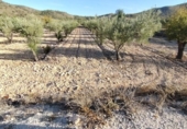 Terreny no urbanitzable en venda a la España, el Fondó de les Neus, ref.: TR352814 foto