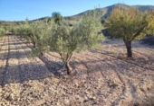 Terreny no urbanitzable en venda a la España, el Fondó de les Neus, ref.: TR352814 foto