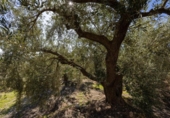 Non-developable land for sale on España, Dúrcal, ref: TR286695 photo