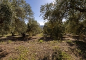 Non-developable land for sale on España, Dúrcal, ref: TR286695 photo