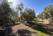 Non-developable land for sale on España, Dúrcal, ref: TR286695 photo