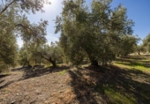 Non-developable land for sale on España, Dúrcal, ref: TR286695 photo