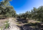Non-developable land for sale on España, Dúrcal, ref: TR286695 photo