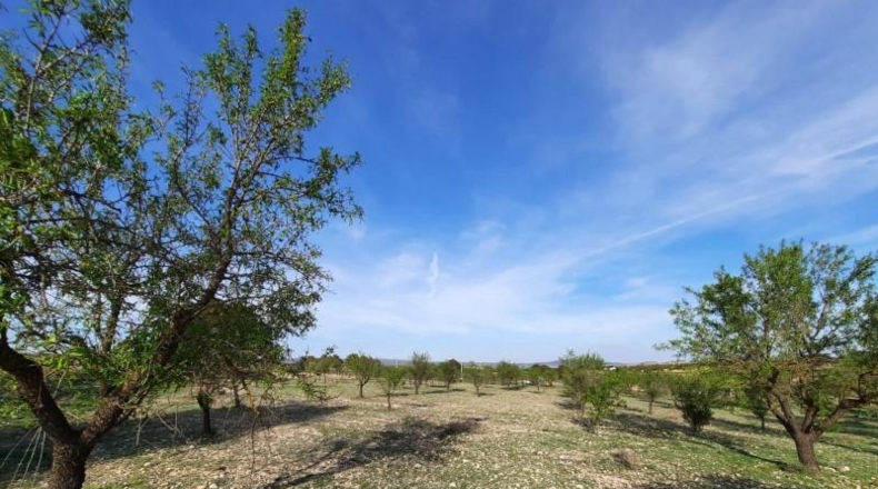 Albacete - Almansa - 17000m2