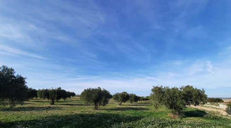 Albacete - Almansa - 17000m2