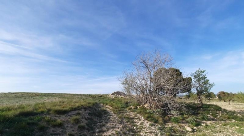 Albacete - Almansa - 17000m2