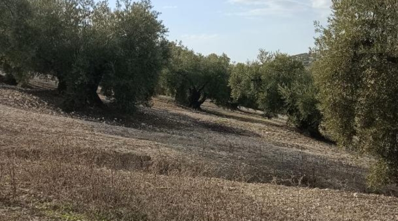 Córdoba - Lucena - 7800m2