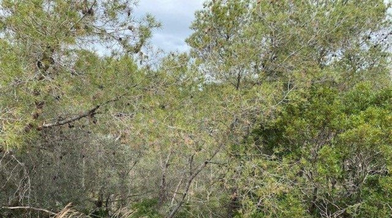 Barcelona - Olivella - 749m2