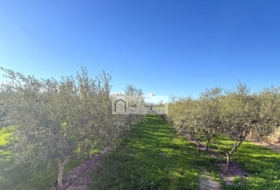 Móra d'Ebre 2643&nbsp;m² 