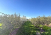 Terreny no urbanitzable en venda a la España, Móra d'Ebre, ref.: TR362425 foto
