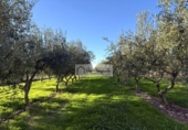 Terreny no urbanitzable en venda a la España, Móra d'Ebre, ref.: TR362425 foto
