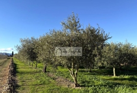 Móra d'Ebre 2643&nbsp;m² 