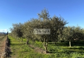 Terreny no urbanitzable en venda a la España, Móra d'Ebre, ref.: TR362425 foto