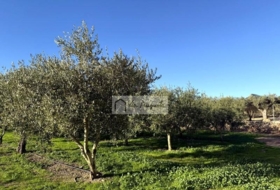 Móra d'Ebre 2643&nbsp;m² 