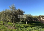 Terreny no urbanitzable en venda a la España, Móra d'Ebre, ref.: TR362425 foto