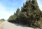 Non-developable land for sale on España, Sant Genís de Palafolls, ref: TR236691 photo