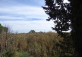 Non-developable land for sale on España, Sant Genís de Palafolls, ref: TR236691 photo