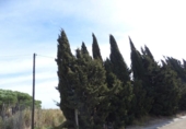 Non-developable land for sale on España, Sant Genís de Palafolls, ref: TR236691 photo
