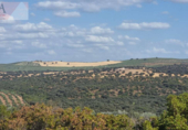 Non-developable land for sale on España, Guarromán, ref: TR218631 photo