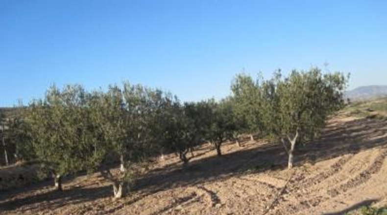Alicante - Monóvar - 6000m2