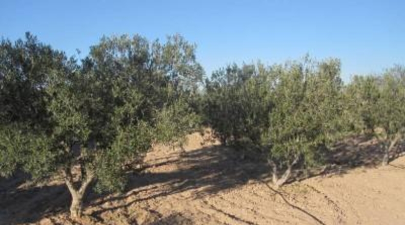 Alicante - Monóvar - 6000m2
