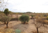 Terreny no urbanitzable en venda a la España, el Fondó dels Frares, ref.: TR141709 foto