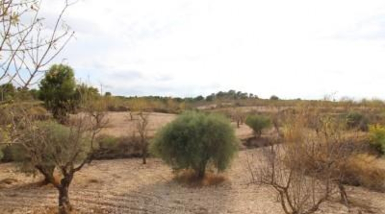 Alicante - Hondón de los Frailes - 11000m2