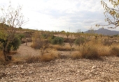 Terreny no urbanitzable en venda a la España, el Fondó dels Frares, ref.: TR141709 foto