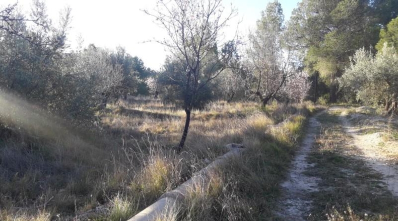 Murcia - Moratalla - 6600m2