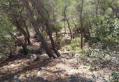 Urban land for sale on España, Canyelles, ref: TR116341 photo