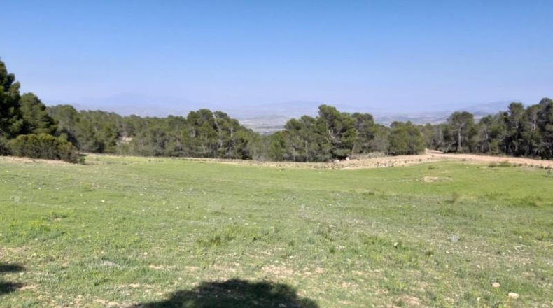 Murcia - Lorca - 20000m2