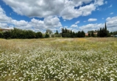 Terreny no urbanitzable en venda a la España, Castilblanco de los Arroyos, ref.: TR282253 foto