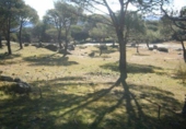 Non-developable land for sale on España, Cebreros, ref: TR112885 photo