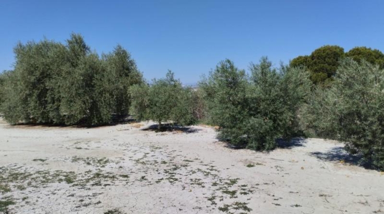 Murcia - Molina de Segura - 1819m2