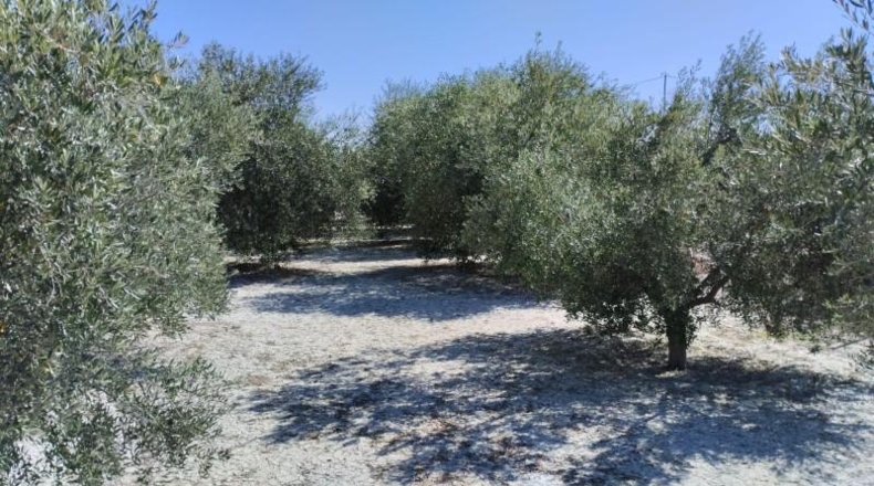 Murcia - Molina de Segura - 1819m2