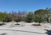 Terreno no urbanizable en venta en la España, Molina de Segura, ref: TR248206 foto