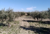 Terreny no urbanitzable en venda a la España, Bullas, ref.: TR114706 foto