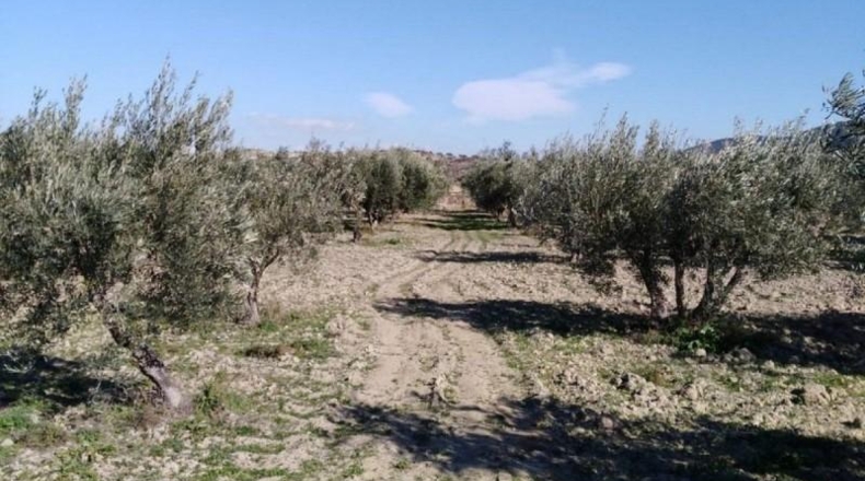 Múrcia - Bullas - 25930m2