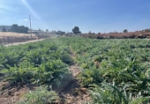 Terreny no urbanitzable en venda a la España, Totana, ref.: TR271581 foto
