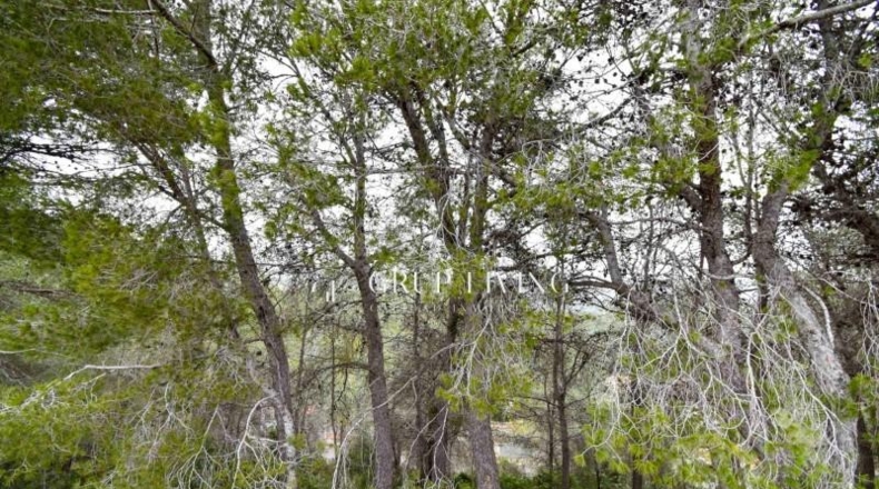 Barcelona - Sant Pere de Ribes - 857m2
