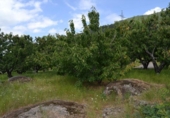 Non-developable land for sale on España, Navaconcejo, ref: TR114560 photo