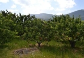 Non-developable land for sale on España, Navaconcejo, ref: TR114560 photo