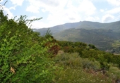 Non-developable land for sale on España, Navaconcejo, ref: TR114560 photo