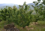 Non-developable land for sale on España, Navaconcejo, ref: TR114560 photo