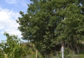 Non-developable land for sale on España, Navaconcejo, ref: TR114560 photo