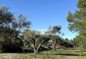 Non-developable land for sale on España, l'Ametlla de Mar, ref: TR362830 photo